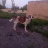 سگ‌نگهبان.