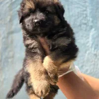 ژرمن شپرد شولاین، ورکلاین، بلک|سگ|تهران, فرمانیه|دیوار