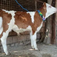 قطب دام کشور