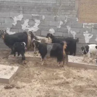 ۹ راس بز و ۹ راس بیگ