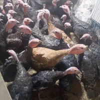 تعداد 65بوقلمون 5ماه و  بوقلمون ماده تخم گذار31عدد