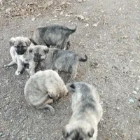 واگذاری توله سگ|سگ|باسمنج, |دیوار