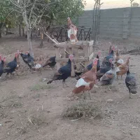 بوقلمون|حیوانات مزرعه|محمدیه-قزوین, |دیوار