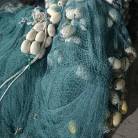 جل ماهی