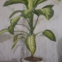 گل دیفن با گلدان