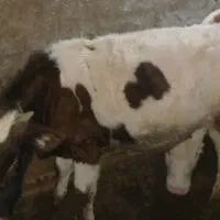 گاو گوساله نر