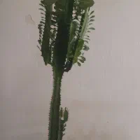 گل گل|گل و گیاه طبیعی|بروجرد, |دیوار