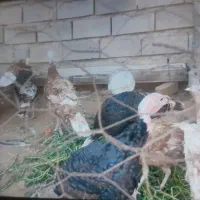 بوقلمون محلی نر و ماده