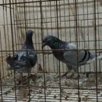 کبوترجفت پلاکی باجوجه