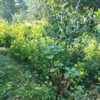 شمشاد طلایی و سبز زمینی|خدمات باغبانی و درختکاری|چابکسر, |دیوار