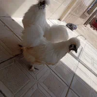 مرغ و خروس ابریشمی فول کیفیت