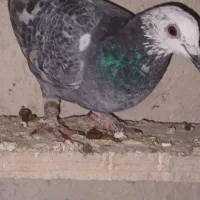 کبوتر مسافتی 5عدد|پرنده|صوفیان, |دیوار
