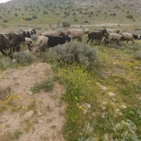 فروش 12راس بره کوه پارسال