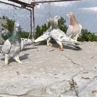 5تا هفت‌رنگ بینظیر