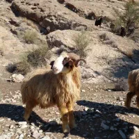 فروش گوشت بره