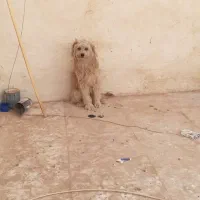 ۳ سگ پاپی خانگی|سگ|برخوار, |دیوار