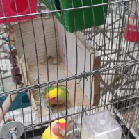 عروس هلندی جفت مولد|پرنده|تهران, اسکندری|دیوار