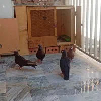 کبوتر صرب