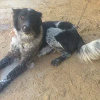 دو قلاده سگ