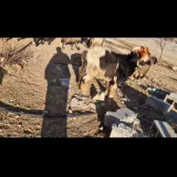 یه نرمیش ترکی