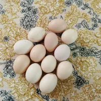 تخم مرغ نطفه دار محلی
