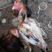 فروش 5 عدد مرغ|حیوانات مزرعه|سیرجان, |دیوار