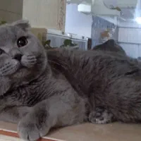 اسکاتیش دبل فولد