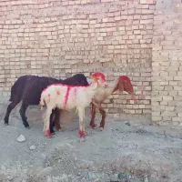 بره.شیشک.میش سه تا باهم ۲۳تومن|حیوانات مزرعه|مسجد سلیمان, |دیوار