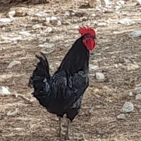 خروس زیبا سیاه