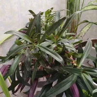 گل طبیعی|گل و گیاه طبیعی|گیان, |دیوار