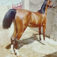 کره سالار۲