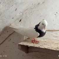 کفتر طوقی|پرنده|اردکان, |دیوار