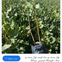 سلام خدمت باغداران عزیز فروش نهال و هرس درخت