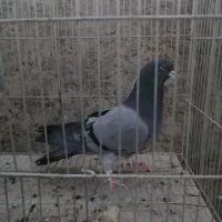 کبوتر نر دمگیر|پرنده|خمینی‌شهر, |دیوار