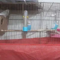 مرغ عشق انگلیسی