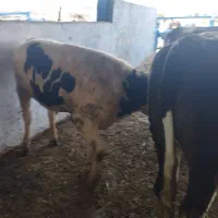 پوست گوساله فروشی