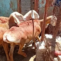 میش چینی