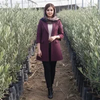 نهال زیتون کنسرو والیا با ضمانت رشد وکیفیت بالا