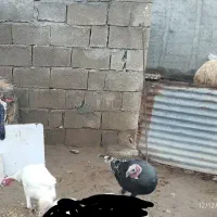 بوقلمون نر کردی درشت|حیوانات مزرعه|ماهیدشت, |دیوار