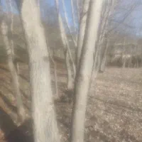 فروش چوب درخت صنوبر