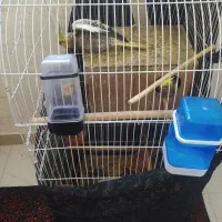 عروس هلندی نروماده|پرنده|ری, علایین|دیوار