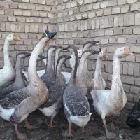 انواع حیوانات خانگی