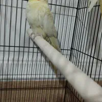 عروس هلندی رودان