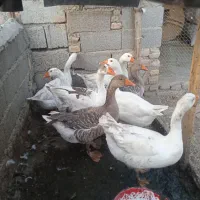 غاز سالم