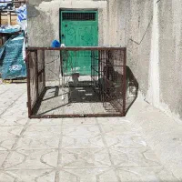 چخ توری کفتر