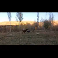 کره اسب نریان کرد چکی|اسب و تجهیزات اسبسواری|آوج, |دیوار