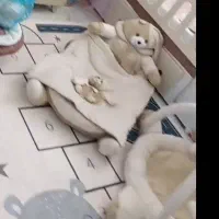 تشک گارددار و تشک بازی با پتو و بالشت|تخت و صندلی بچه|تربت‌حیدریه, اندیشه|دیوار