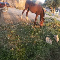 کره اسب ترک پرخون