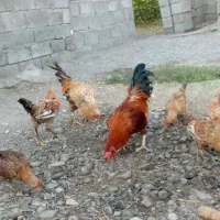 2عدد خروس|حیوانات مزرعه|فاریاب, |دیوار