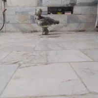 خروس سلطان